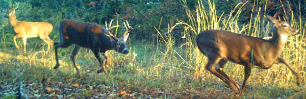 ky buck chasing doe